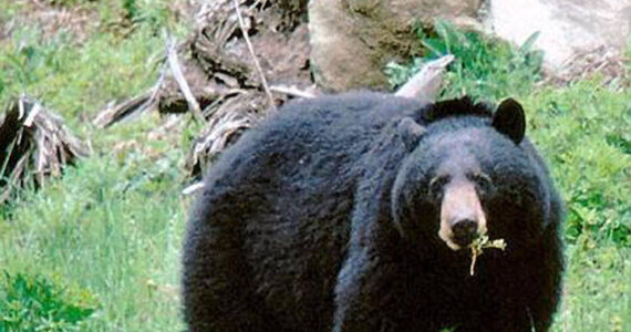 Fish and Wildlife courtesy photo
A large black bear grazes in a field.