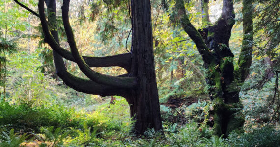 Bloedel Reserve’s forest management plan includes removing invasive species, thinning thoughtfully, and adding native plant species. Sam Olbekson photo / courtesy Bloedel Reserve