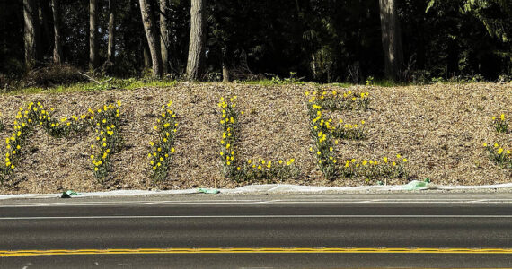 Nancy Treder courtesy photo
Spring daffodils spell out ‘smile’ near the intersection of Highway 305 and Sportsman Club Road. Planting the flowers by roads is a Bainbridge Island tradition started by Mary Sam, a healer and granddaughter of Suquamish’s Chief Sealth, for whom Seattle was named.