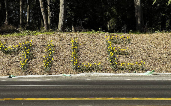 Nancy Treder courtesy photo
Spring daffodils spell out ‘smile’ near the intersection of Highway 305 and Sportsman Club Road. Planting the flowers by roads is a Bainbridge Island tradition started by Mary Sam, a healer and granddaughter of Suquamish’s Chief Sealth, for whom Seattle was named.