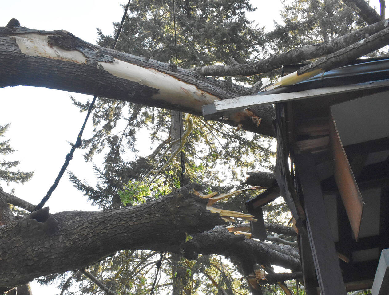 Nicholas Zeller-Singh/Kitsap News Group
An 8-foot-wide tree fell on Kim McLaughlin’s home April 20.