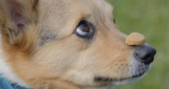 Damon Williams/Kitsap News Group photos
Landrie Wren’s corgi shows the patience of job waiting for the ok to eat the treat.