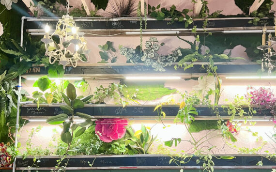 Britney Fletcher-West/ Kitsap News Group photos
The hydroponic garden includes pothos, monstera, and snake plants.
