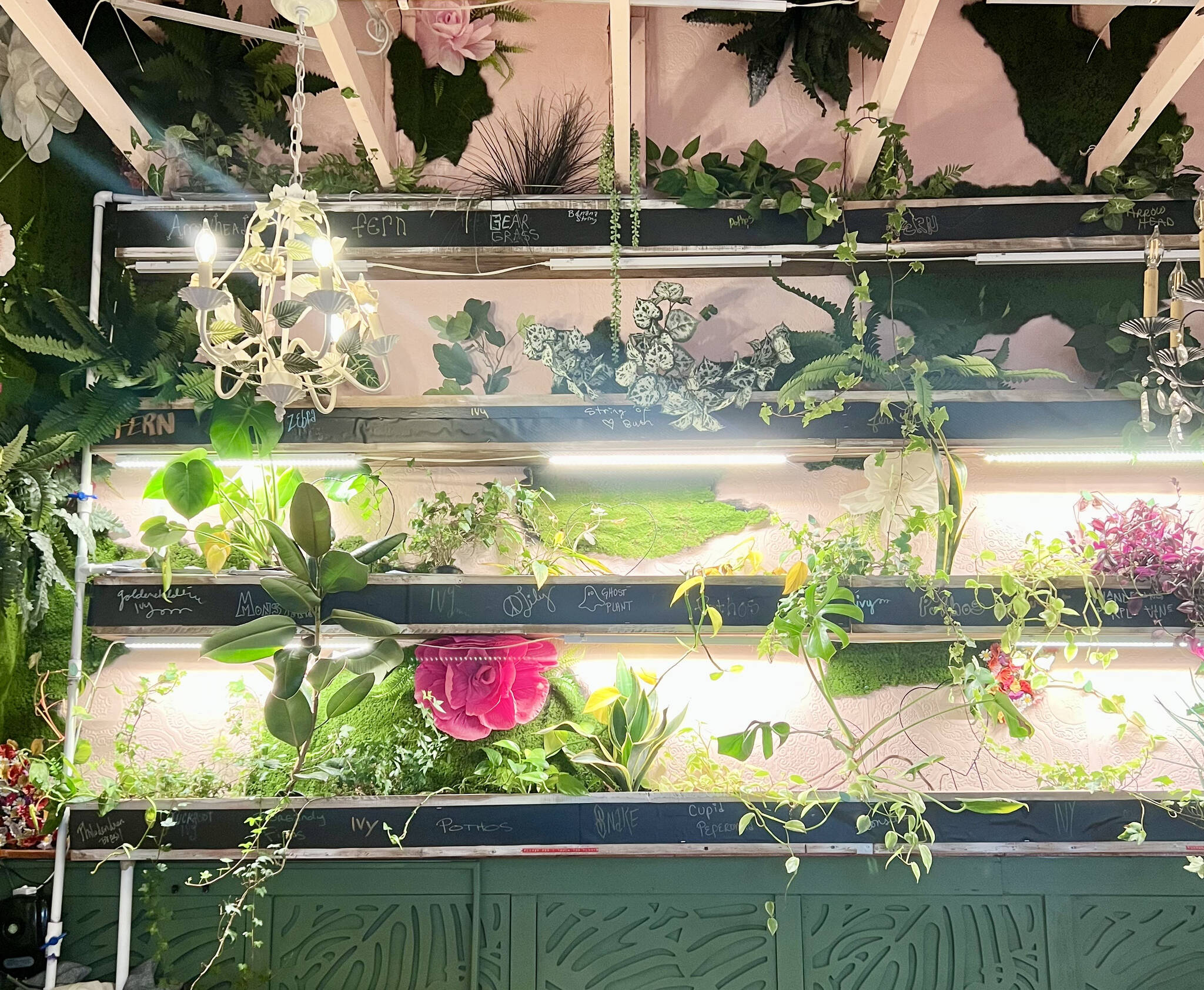 Britney Fletcher-West/ Kitsap News Group photos
The hydroponic garden includes pothos, monstera, and snake plants.