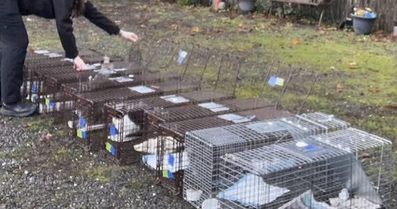Kitsap Humane Society courtesy photos
During peak breeding season in spring and summer, calls about kittens and growing colonies surge. Community cats cluster in areas where food and shelter are available.