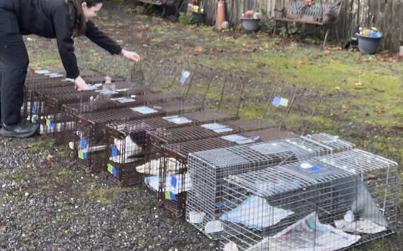Kitsap Humane Society courtesy photos
During peak breeding season in spring and summer, calls about kittens and growing colonies surge. Community cats cluster in areas where food and shelter are available.