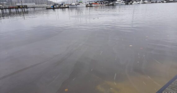 Port Orchard Public Works courtesy photo
Washington State Department of Ecology placed absorbent water booms near the Port of Bremerton boat launch to capture and absorb any fuel material reaching the inlet.