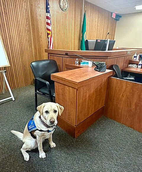<p>Mike De Felice/Kitsap News Group photos</p>
                                <p>Lovely stands ready to help at her daytime home - the Kitsap County courthouse.</p>