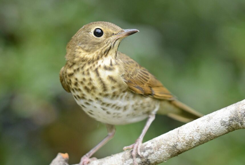 <p>Wikimedia Commons courtesy photo</p>
                                <p>A Swainson&rsquo;s thrush perched on a branch in Western Washington.</p>