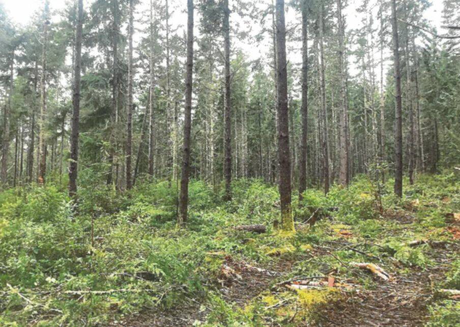 ‘No action alternative’ a possibility for Banner Forest plans