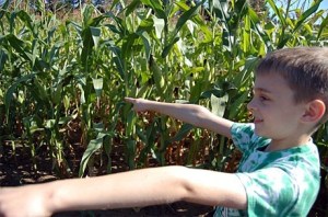 Navigating the corn stalks.