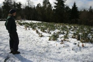 Rebecca Slattery surveys her crop of  purple and white broccoli