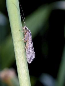 The caddisfly — tasty to fish