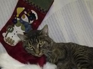 Those looking to give sustainable gifts should consider a gift certificate from the Kitsap Humane Society. The recipient can use the certificate for a new pet when they are ready for the commitment.