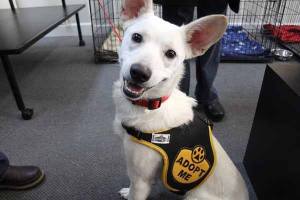 Marley was looking for a home at Poulsbo's new pet adoption center