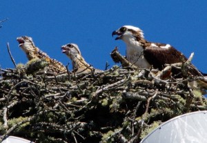 An osprey mom and two youngsters have made a nest on top of a lighting pole at Strawberry Fields in Poulsbo