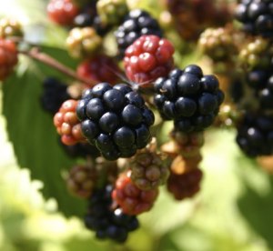 Blackberries are ripening on brambles all about Kitsap