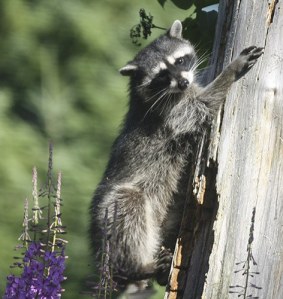Avoid feeding wildlife