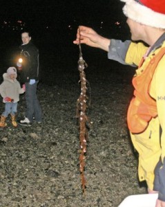 Jeff Adams (right) a marine biologist with the UW Sea Grant program delivered the wisdom to beach walkers of all ages on a cold December night in Bremerton.