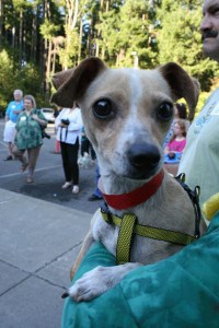 Rara is one of the small dogs available at the Kitsap Humane Society's shelter in Silverdale. The new small dog kennels opened this week.