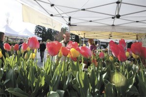 Tulips were bright and colorful at the Poulsbo Farmers Market on opening day April 6.
