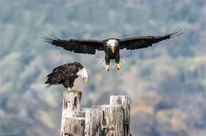 Two eagles hunt in Kitsap.