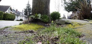 City crews removed two problematic trees on Highland Avenue last week