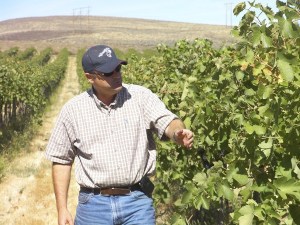 Chateau Ste. Michelle head winemaker Bob Bertheau walks through Cold Creek Vineyard.