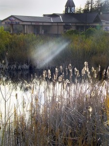 An urban village plan for College Market Place would restore some of the natural landscape