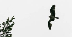 An osprey