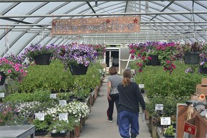 The greenhouses at SK Helpline are the main source of revenue for the agency.