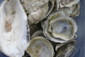 At the Puget Sound Restoration Fund