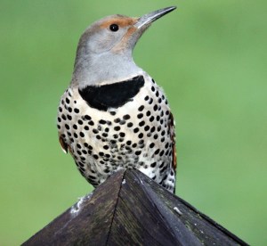 A flicker