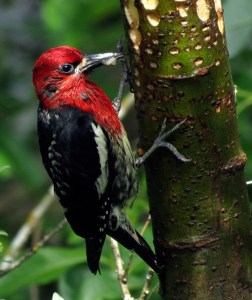 A red-breasted sapsucker perches on a tree.