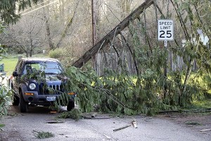 This Jeep driver barely missed injury when a tree branch fell onto the roadway