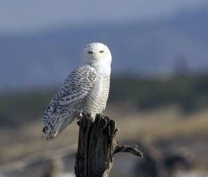 Every four years or so