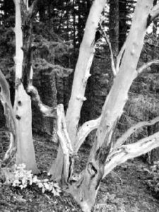 Not fun, guy: fungi, other ailments put Washington madrone trees in decade-long funk