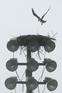 An osprey braves the rain Tuesday