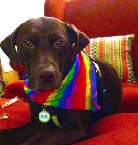 Ellie was reunited quickly with her owner because she was wearing a collar and tags with her name and her owner’s phone number.