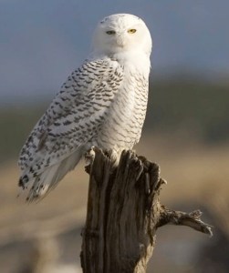 A snowy owl perches on a tree stump.