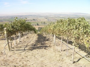 Upland Vineyard on Snipes Mountain