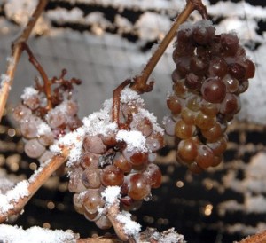 Ice wine grapes