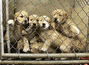 Due to budget constraints