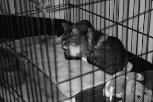 Annie and her baby May were among the cats rescued.