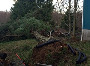 Port Gamble S'Klallam Tribe general manager Kelly Sullivan reported that this tree behind her house 'uprooted like it got picked up and set back down.' It missed a neighbors' home by  only feet. No one was injured.