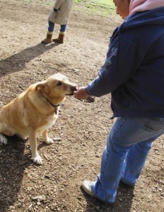 Bremerton's Andi Knox feeds a canine at Port Orchard's Howe Farm off-leash park.