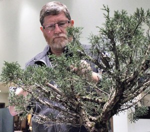 Mark Stephens of Poulsbo clips a juniper bonsai tree at a meeting of the Evergreen Bonsai Club Jan. 16. The club meets the third Friday of each month at the Crossroads Neighborhood Church in Bremerton.