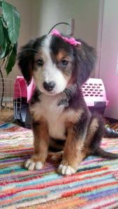 Gaea was diagnosed with congenital megaesophagus