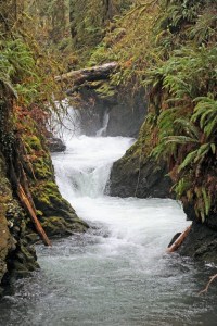 Willaby Creek rushes toward Lake Quinault.