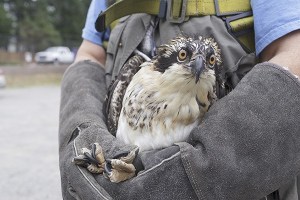 An orphan osprey is carried to a light pole at Strawberry Field Sept. 10 where a well-known osprey nest is located. The orphan was rejected by other juveniles living in the nest.